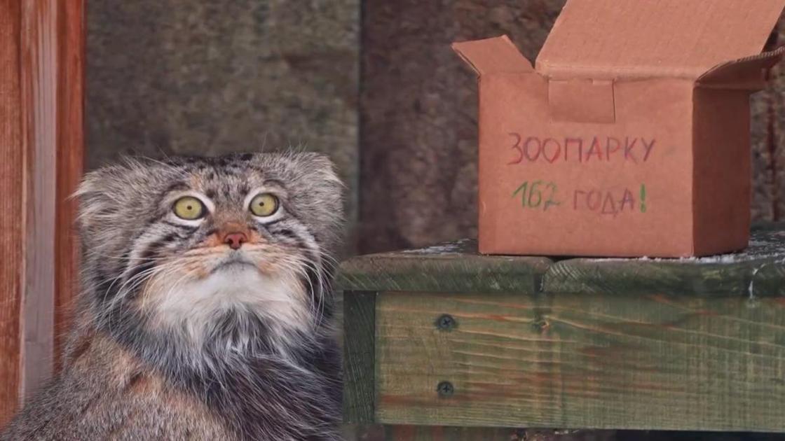 10+ фото манула Тимофея: как вам главный московский холостяк?  (Психология)