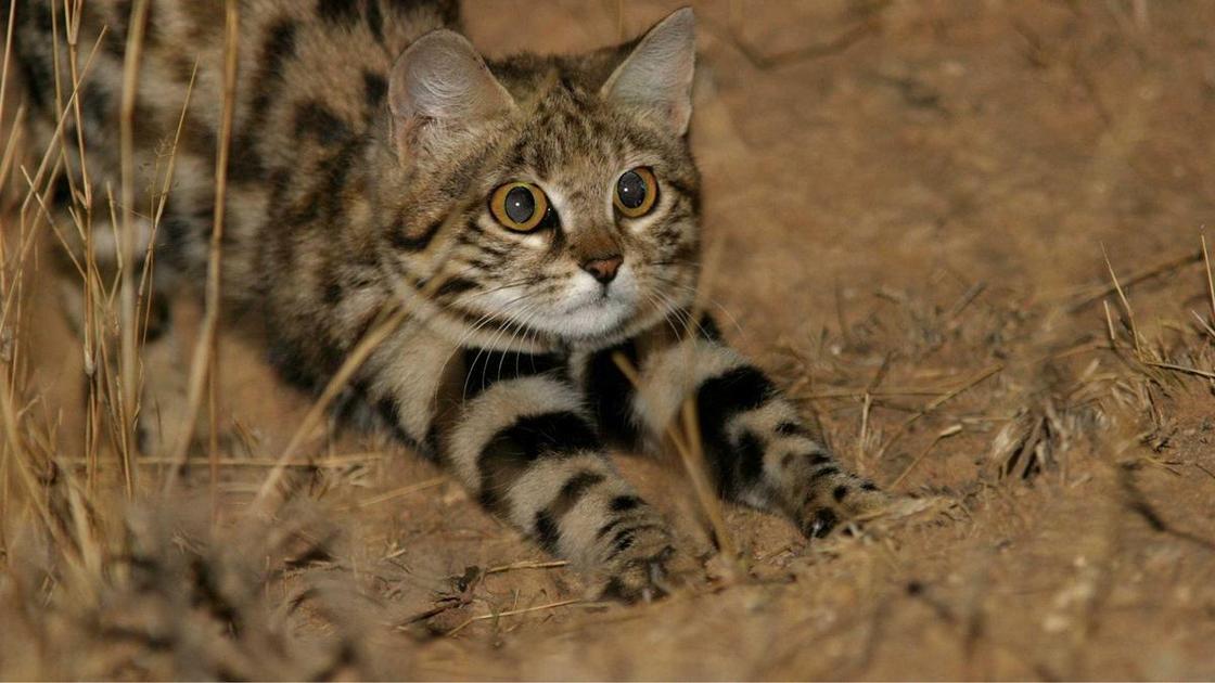 Какая вы дикая кошка: колоколо, кодкод, черноногая или китайская? &mdash;&nbsp;Часть 2  (Психология)