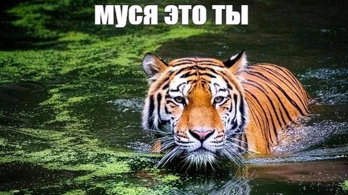 &laquo;Муся, это ты? Вернись, я скучаю&raquo; откуда пошел мем-оригинал, в чем его прикол, самые смешные фотки на обои  (Психология)